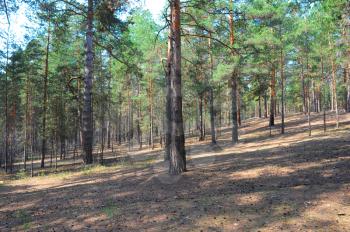 Photo of the Summer pine forest