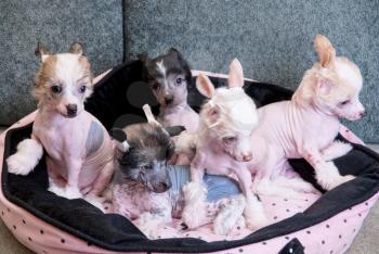 chinese crested puppy dogs in front at sofa