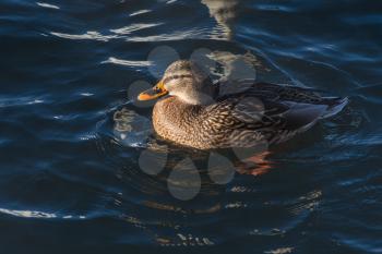 Duck swimming in the lake