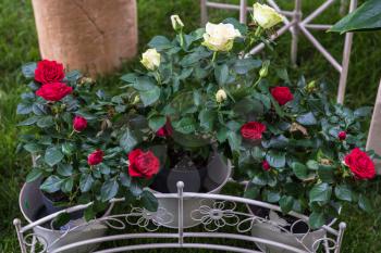 Roses in the garden for landscape design in homestead