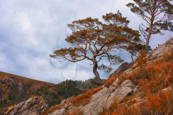 Amazing view of the autumn cloudy day with orange trees and grass in Altay mountain
