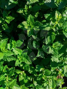 Green mint leaves plant grow at vegetable garden. Top view nature background with spearmint herbs