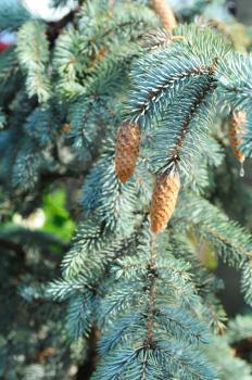 Close-up of blue fir tree branches