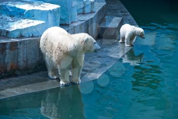 White bears photo at zoo