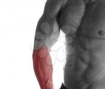 Muscular male torso with arms selected on white background