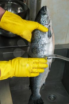 Hands in gloves washing and cleaning salmon fish at the kitchen sink