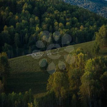 Herd of sheep in the forest and mountains, morning, Siberia, Russia