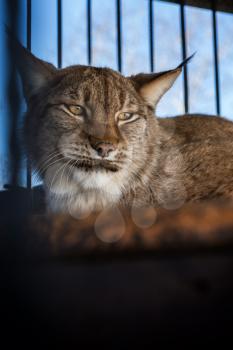 Portrait of the lynx in a zoo