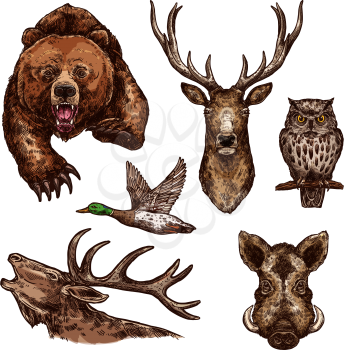Wild animals and birds sketch icons. Vector isolated set of grizzly bear, elk antlers or deer and owl with duck, aper or hog boar for hunting open season or wildlife zoo and hunt adventure