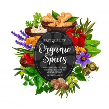 Organic spices and herbal seasonings poster. Vector design of ginger root, chicory or lavender and nutmeg, natural peppermint, garlic and olives with chili pepper or turmeric and sage or bay leaf