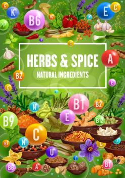 Vitamins in spices, herbs, seasonings and condiments. Chili pepper, garlic and cinnamon, vanilla, ginger and basil, nutmeg, turmeric and rosemary, dill, lavender and poppy flower. Health food vector