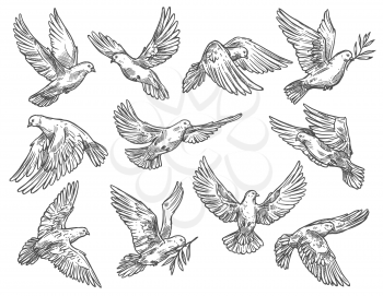 Dove and pigeon flying with olive branches. White vector sketch bird with broad wings, as symbol of peace and freedom, religious or wedding attribute in motion, monochrome isolated sketch