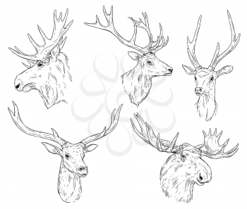 Deer and elk with antlers isolated monochrome sketches. Vector horned animal, wild reindeer head. Hunting sport emblem, wildlife doe or fallow-deer, wapiti beast front side view, t-shirt print