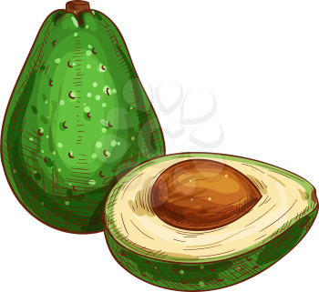 Avocado or alligator pear isolated sketch. Vector vegetarian foot, green tropical stone fruit