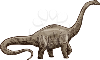 Sauropod dinosaur isolated Brachiosaurus sketch. Vector Camarasaurus, prehistoric extinct animal