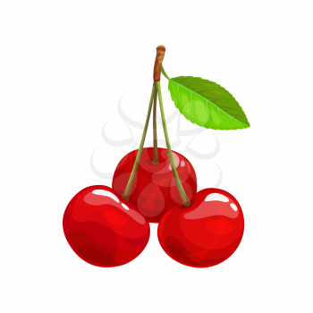 Bunch of cherries with leaf isolated berry fruit. Vector berries with green leaf, botanical dessert cherry berries fruits, food from wild forest and far garden, harvest for jam dessert or juice drinks