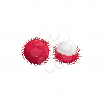 Lychee fruit, litchi or lichi tropical exotic food, vector isolated icon. Lychee or lichee fruit cut peeled and whole, tropic farm juicy fruits harvest