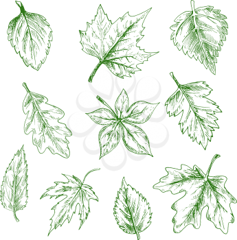 Sketched green tree leaves of maple and oak, birch and elm in retro engraving style. Nature and seasonal themes