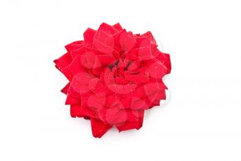 Royalty Free Photo of a Red Rose