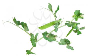 Branches of green pea on white background 