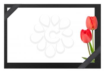 Funeral frame with tulips