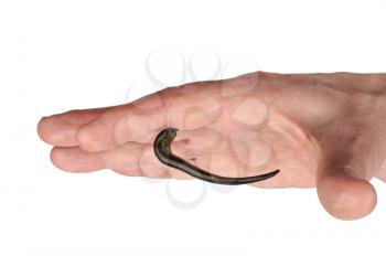 Leech in  hand