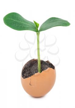 Green plant sprouting from the ground in an eggshell