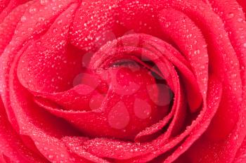 Red rose and water drops