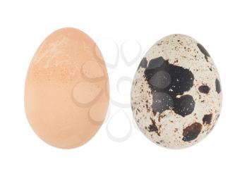 chicken eggs and quail eggs