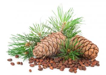 Cedar cones with branch