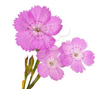 Pink carnation (Dianthus carthusianorum) flower