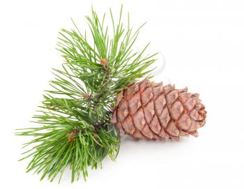 Cedar cone with branch