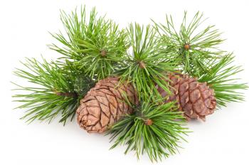 Cedar cones with branch