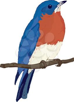 Bluebird Clipart