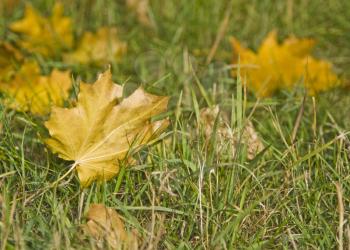 Autumn. Maple Leaves are falling on the grass