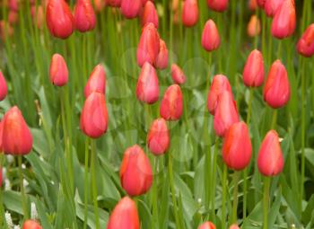 Dutch red tulips in Keukenhof park in Holland