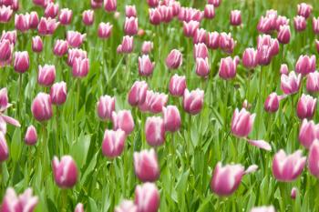 Dutch tulips in Keukenhof park in spring in Holland