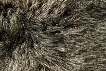Closeup of polar Fox fur. Useful as background