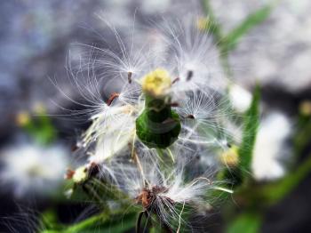 A close-up view of Dandelion.