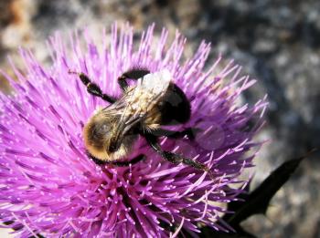 Bee collecting nectar on the flower.