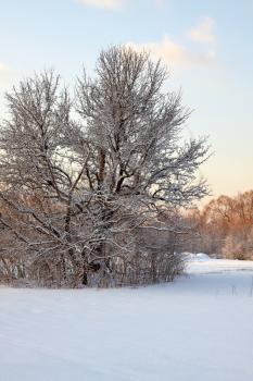Snow covered park at early morning light.