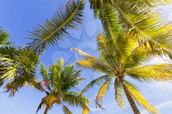 View of Caribbean beach with palm trees.