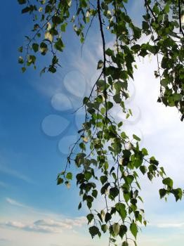 branch of a birch tree with green foliage on sky background