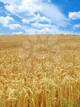 grain field under beautiful sky