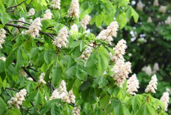 branches of blossoming chestnut tree with white flowers