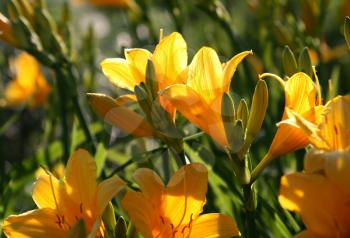 beautiful yellow flowers (Hemerocallis Lilioasphodelus)