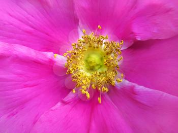 flowers of a dog rose close up