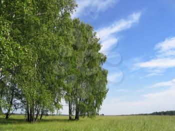 summer landscape  green field, birch trees and blue sky 