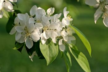 white flowers of blossoming tree