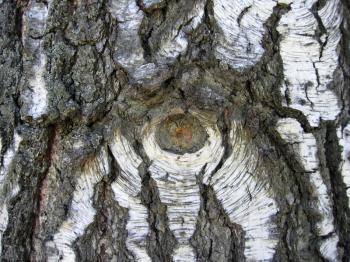 natural bark of old birch tree
